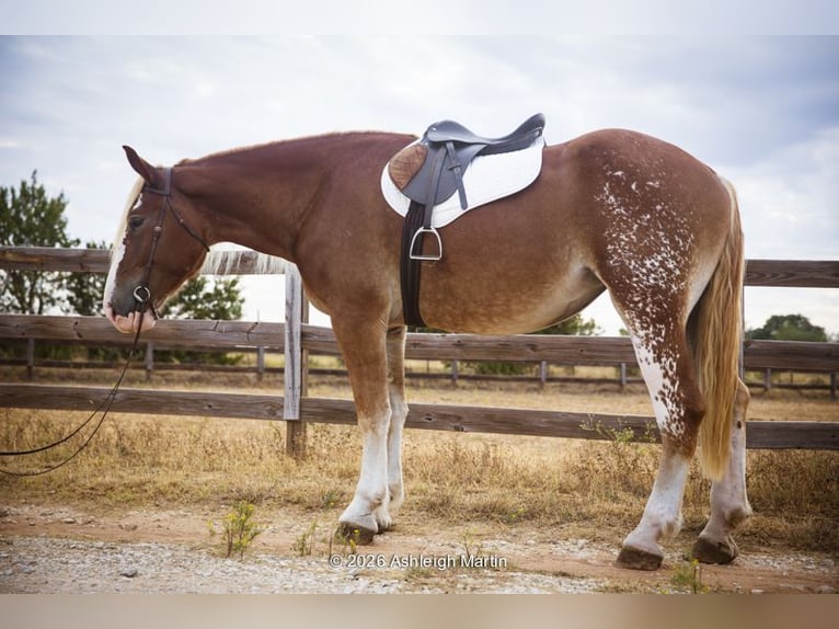 Draft Horse Mix Mare 3 years 17 hh Sorrel in Glen Rose