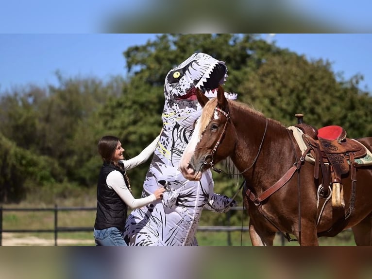 Draft Horse Mix Mare 3 years 17 hh Sorrel in Glen Rose