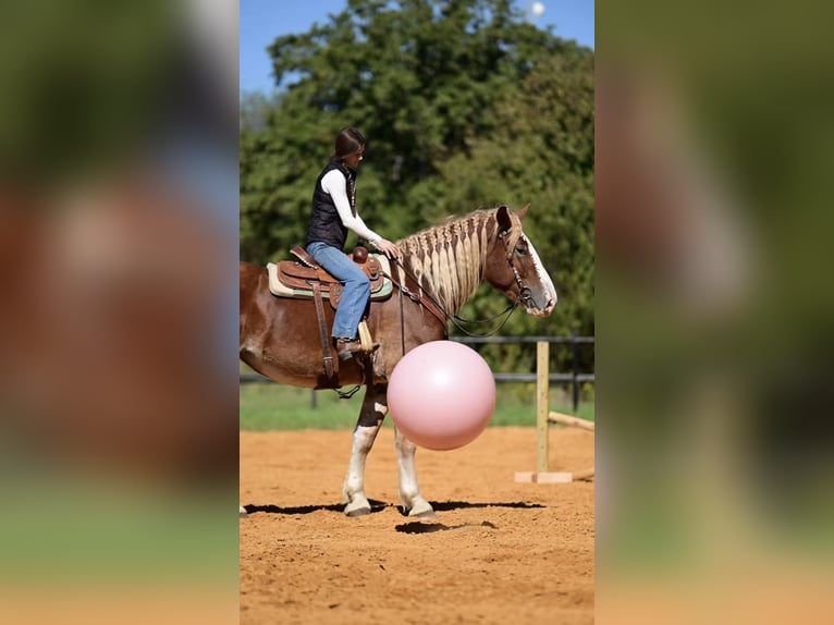 Draft Horse Mix Mare 3 years 17 hh Sorrel in Glen Rose