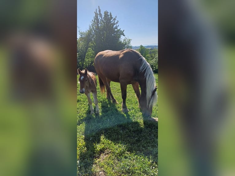 Draft Horse Mare 3 years Chestnut-Red in Langensoultzbach