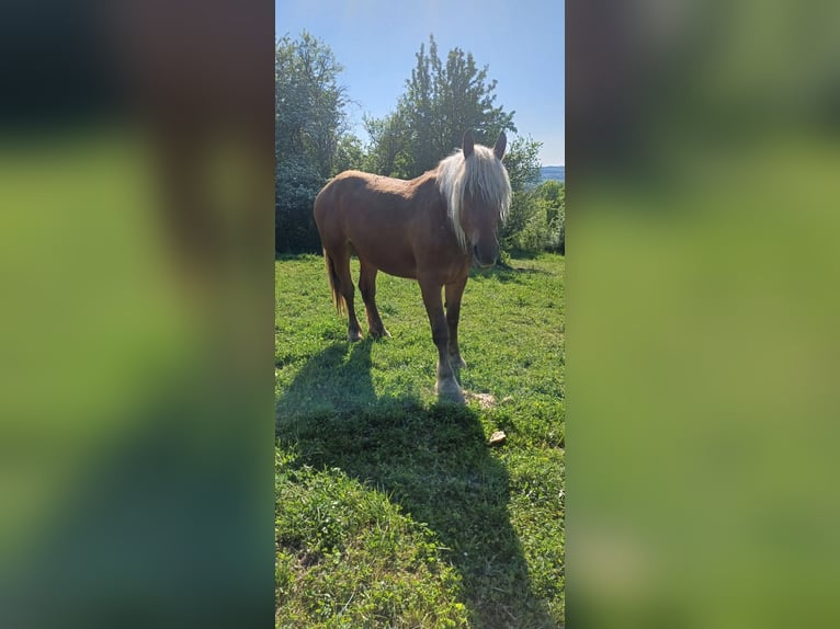 Draft Horse Mare 3 years Chestnut-Red in Langensoultzbach