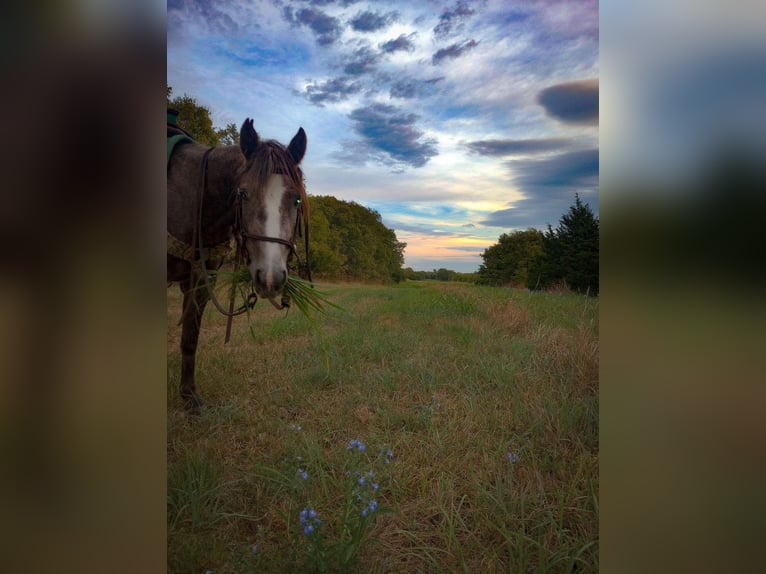 Draft Horse Mare 3 years Grey in Caddo