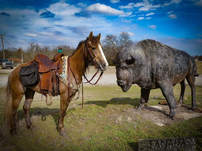 Draft Horse Mare 3 years Grey in Caddo