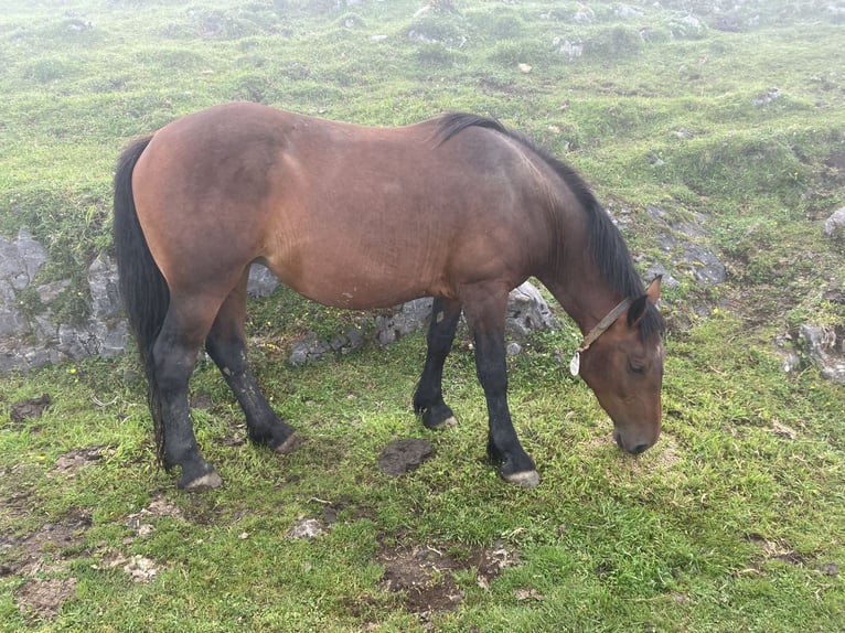 Draft Horse Mix Mare 4 years 14,3 hh Bay-Dark in Pola De Laviana