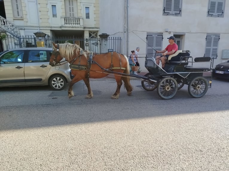 Draft Horse Mare 4 years 14.3 hh Chestnut-Red in Souternon