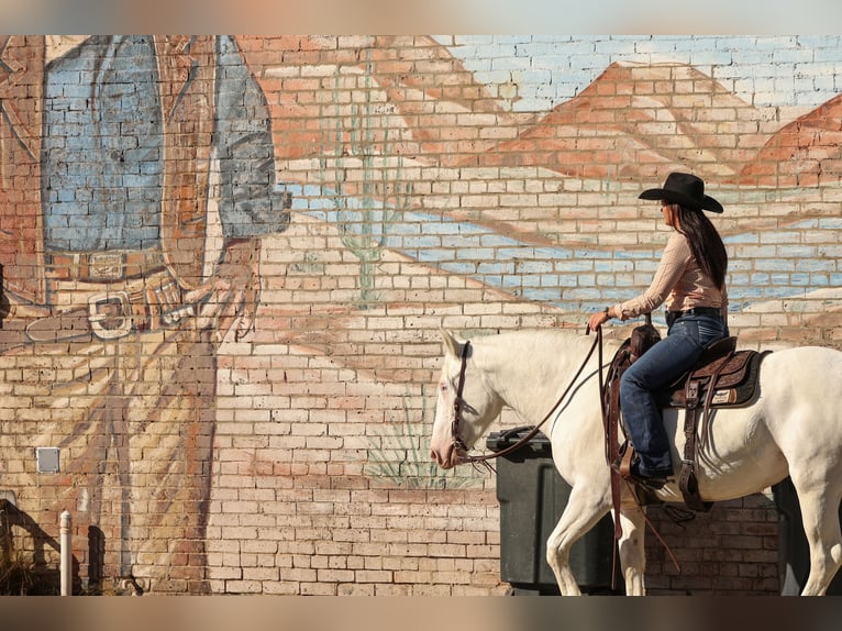 Draft Horse Mix Mare 4 years 14,3 hh White in Joshua, TX