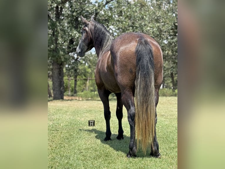 Draft Horse Mix Mare 4 years 14,3 hh Grey in Jacksboro