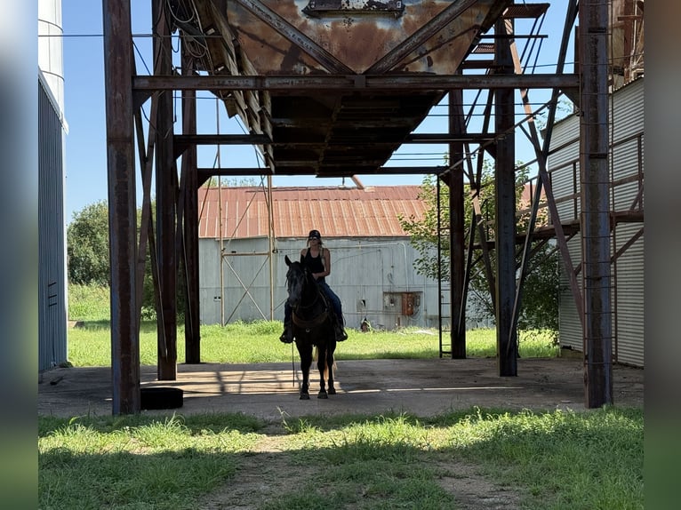 Draft Horse Mix Mare 4 years 14,3 hh Grey in Jacksboro