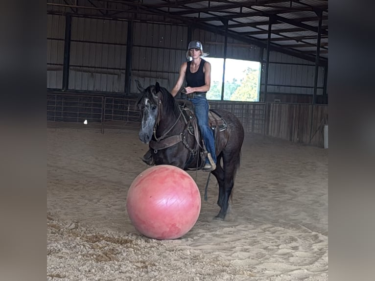 Draft Horse Mix Mare 4 years 14,3 hh Grey in Jacksboro