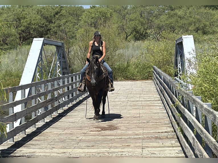Draft Horse Mix Mare 4 years 14,3 hh Grey in Jacksboro