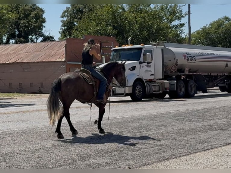 Draft Horse Mix Mare 4 years 14,3 hh Grey in Jacksboro