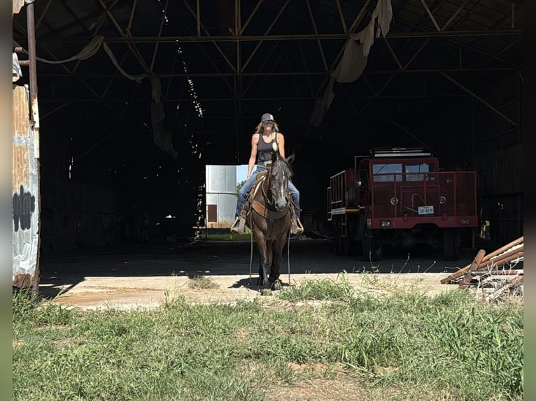 Draft Horse Mix Mare 4 years 14,3 hh Grey in Jacksboro