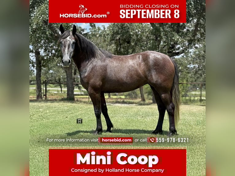 Draft Horse Mix Mare 4 years 14,3 hh in Jacksboro