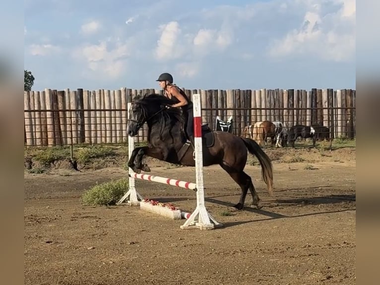 Draft Horse Mix Mare 4 years 14,3 hh in Jacksboro