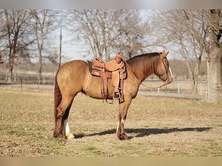 Draft Horse Mix Mare 4 years 15,1 hh Champagne in Sallisaw, OK