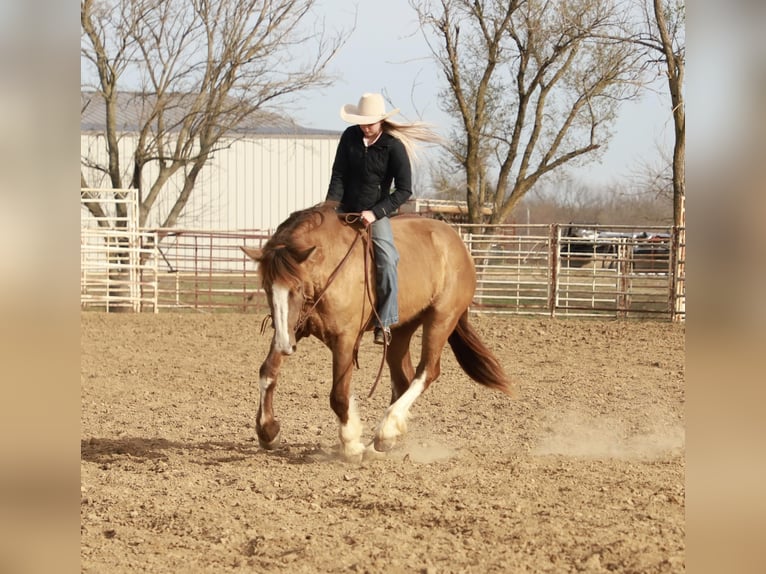 Draft Horse Mix Mare 4 years 15,1 hh Champagne in Sallisaw, OK