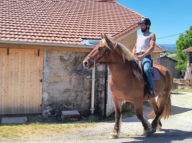 Draft Horse Mare 4 years 15.1 hh Chestnut-Red in Souternon