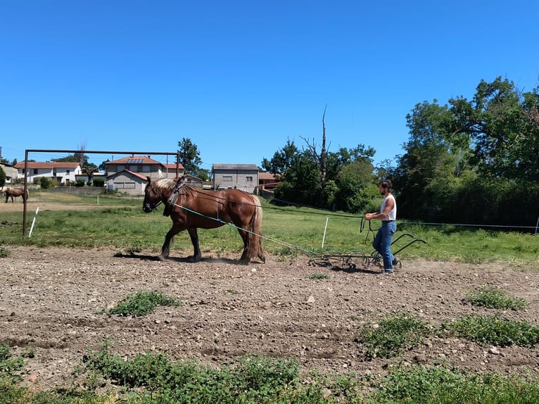 Draft Horse Mare 4 years 15.1 hh Chestnut-Red in Souternon