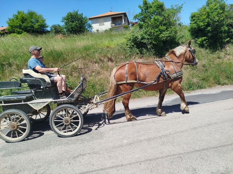 Draft Horse Mare 4 years 15.1 hh Chestnut-Red in Souternon