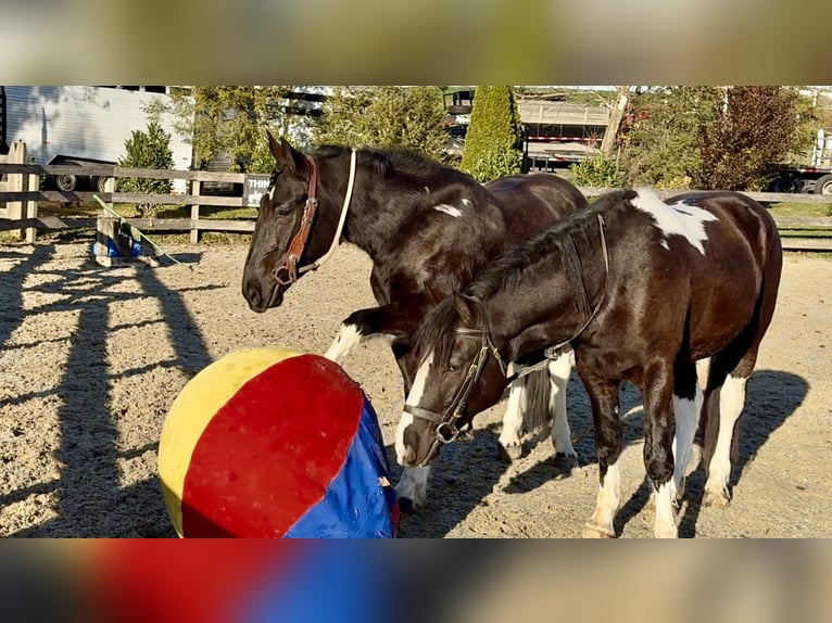 Draft Horse Mix Mare 4 years 15.1 hh Pinto in Gap