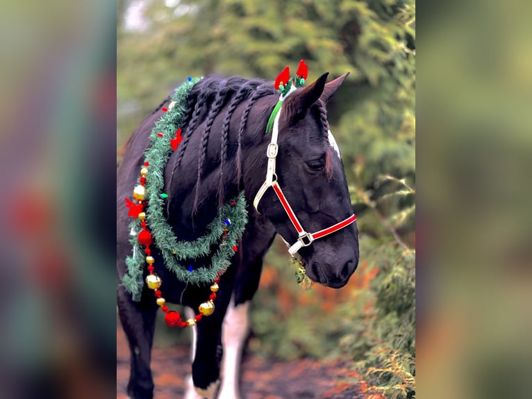 Draft Horse Mix Mare 4 years 15.1 hh Pinto in Gap