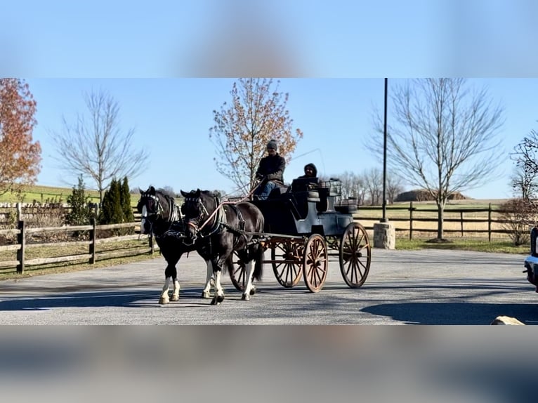 Draft Horse Mix Mare 4 years 15.1 hh Pinto in Gap