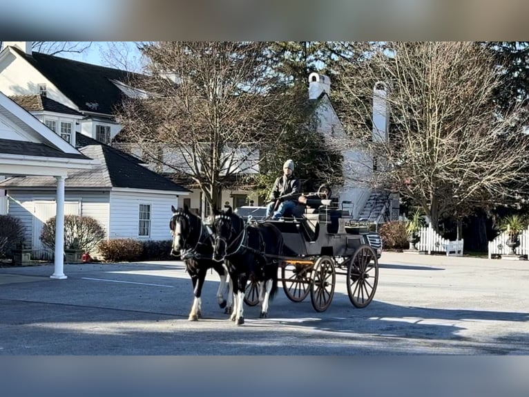 Draft Horse Mix Mare 4 years 15.1 hh Pinto in Gap