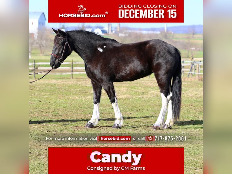 Draft Horse Mix Mare 4 years 15.1 hh Pinto in Gap