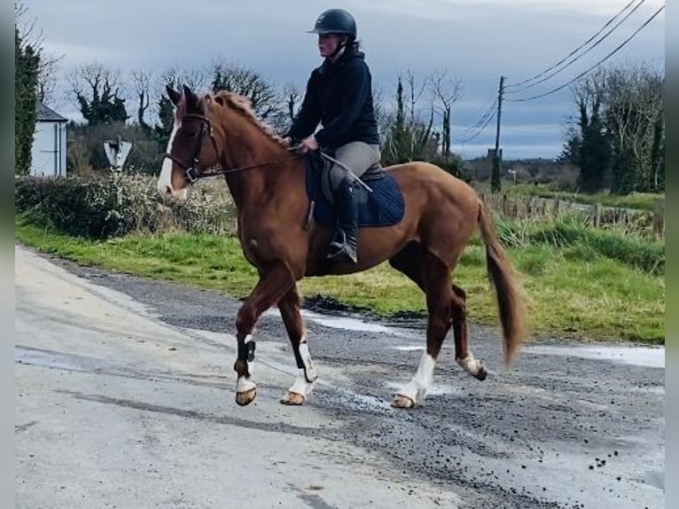 Draft Horse Mare 4 years 15,2 hh Chestnut in Sligo
