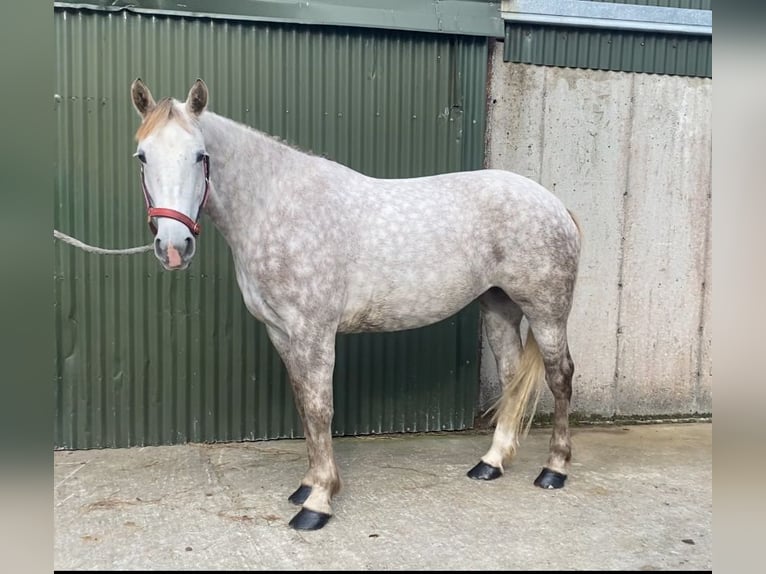 Draft Horse Mare 4 years 15,2 hh Grey-Dapple in Sligo