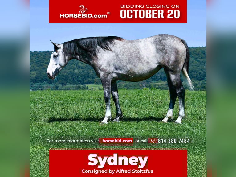 Draft Horse Mix Mare 4 years 15,3 hh Grey in Rebersburg