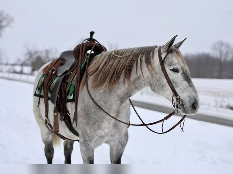 Draft Horse Mix Mare 4 years 15 hh Grey in Beaver Springs