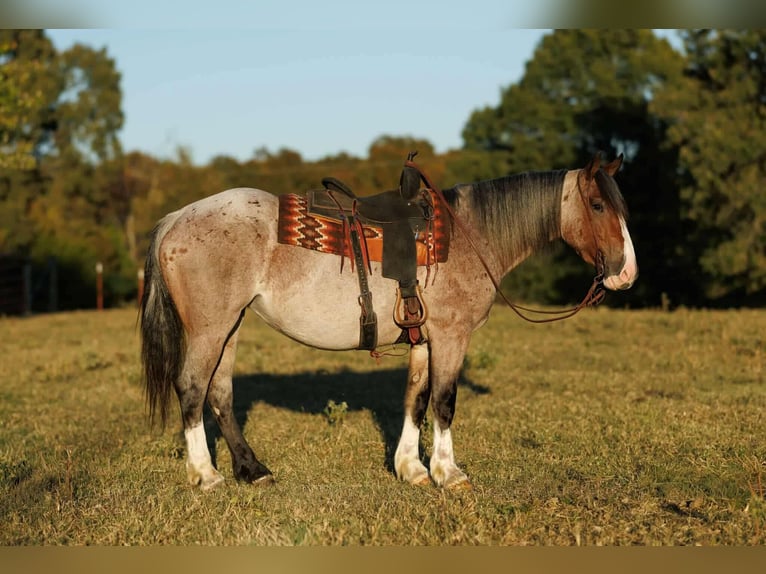 Draft Horse Mix Mare 4 years 15 hh Roan-Bay in Quitman Draft Horse Mix Mare 4 years 15 hh Roan-Bay in Quitman