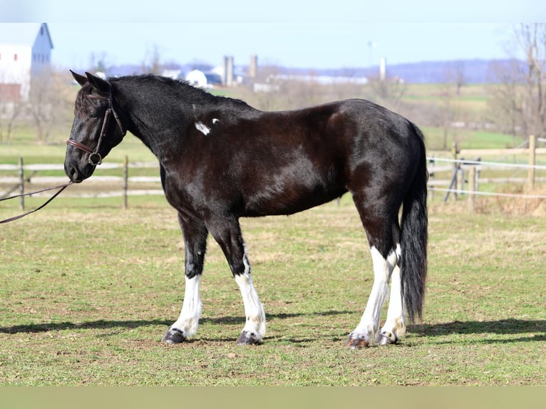 Draft Horse Mix Mare 4 years 15,1 hh Pinto in Gap