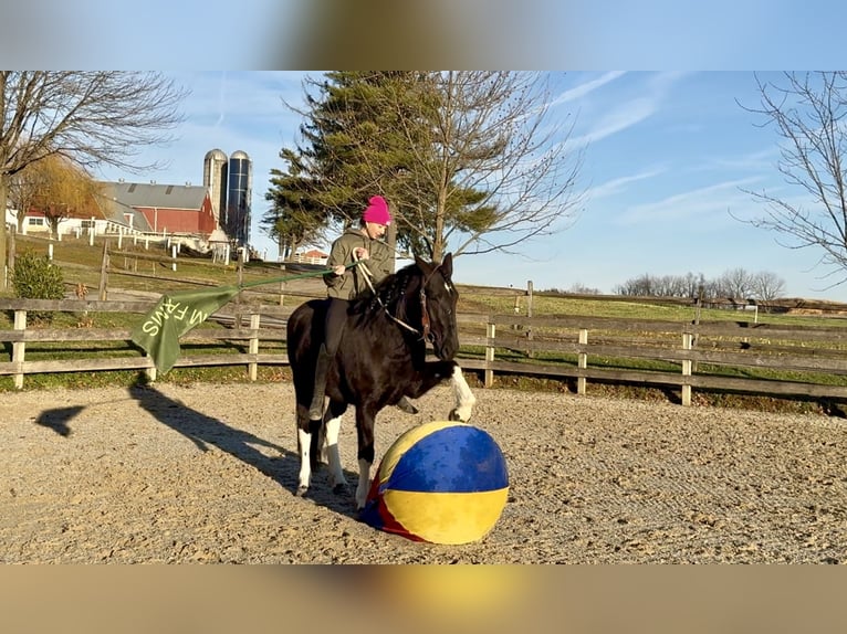 Draft Horse Mix Mare 4 years 15,1 hh Pinto in Gap