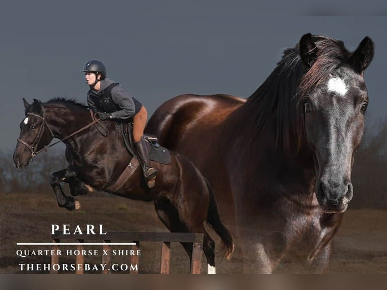 Draft Horse Mare 4 years 15,2 hh Black in Stockdale, TX