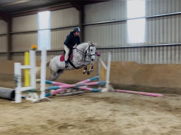 Draft Horse Mare 4 years 15,2 hh Grey-Dapple in Sligo