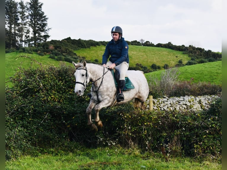 Draft Horse Mare 4 years 15,2 hh Grey-Dapple in Sligo