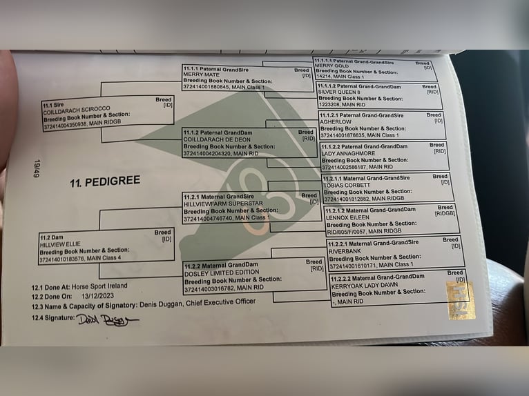 Draft Horse Mare 4 years 15,2 hh Grey-Dapple in Sligo