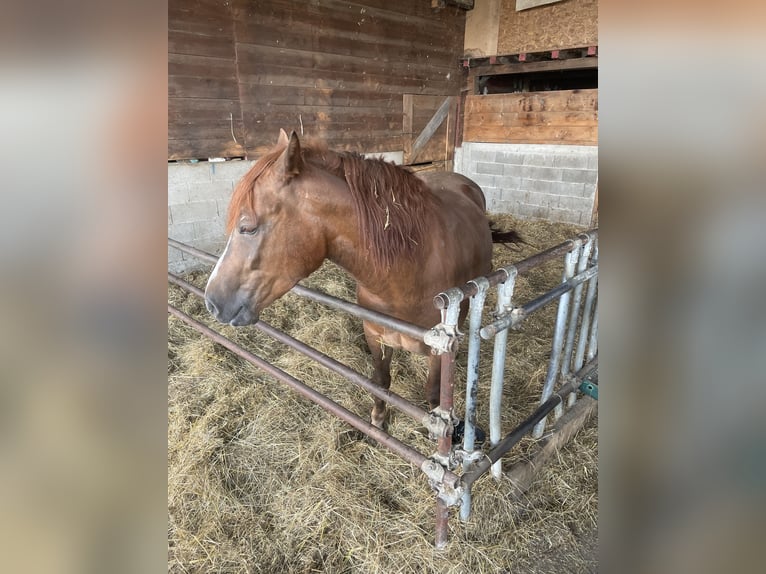 Draft Horse Mare 4 years 15,2 hh in Castiglione Dei Pepoli