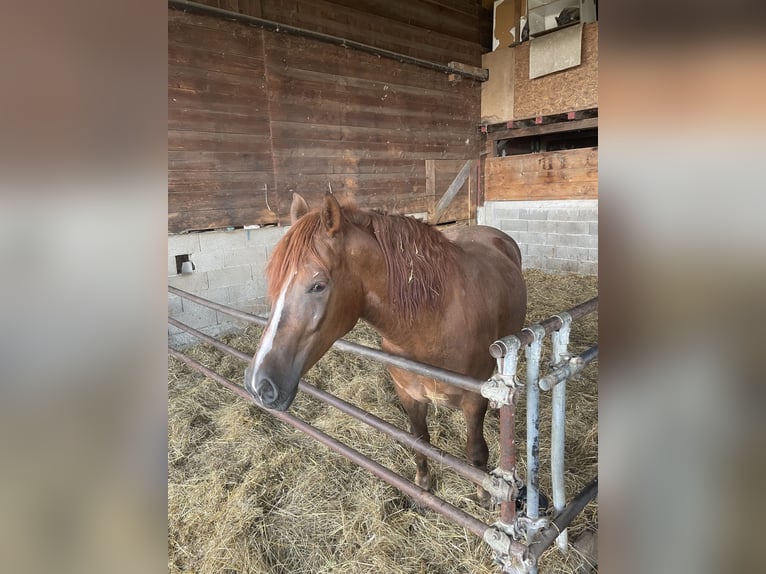 Draft Horse Mare 4 years 15,2 hh in Castiglione Dei Pepoli
