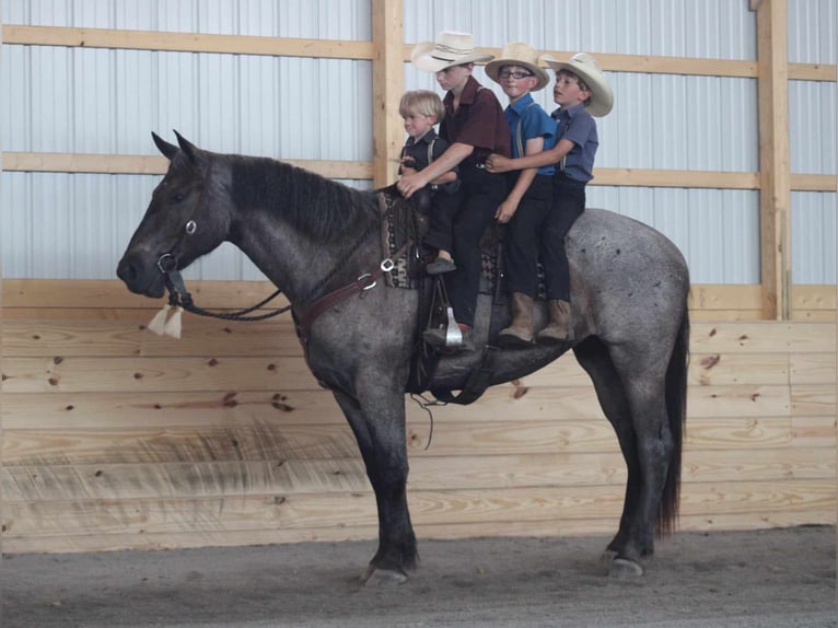 Draft Horse Mix Mare 4 years 16,2 hh Roan-Blue in Allenwood, PA