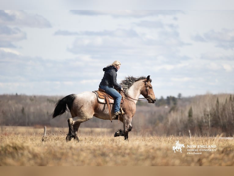 Draft Horse Mix Mare 4 years 16.3 hh Roan-Bay in Corinth
