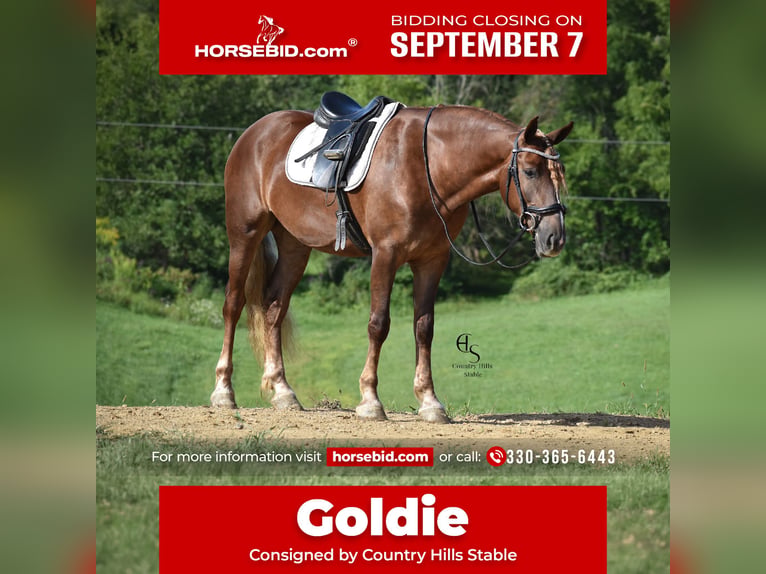 Draft Horse Mix Mare 4 years 16 hh Chestnut in Baltic