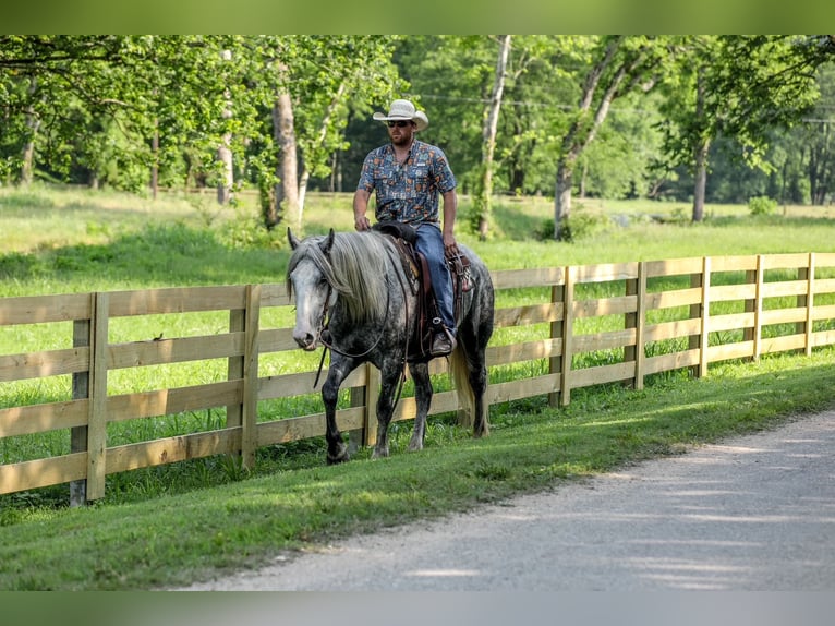 Draft Horse Mix Mare 4 years 16 hh Gray-Dapple in Santa Fe, TN