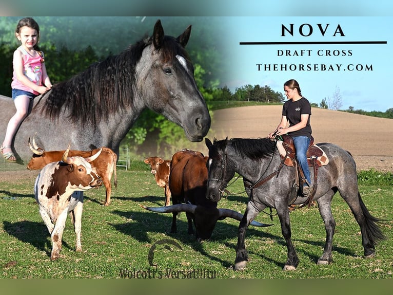 Draft Horse Mix Mare 4 years 16 hh Roan-Blue in Warsaw, NY