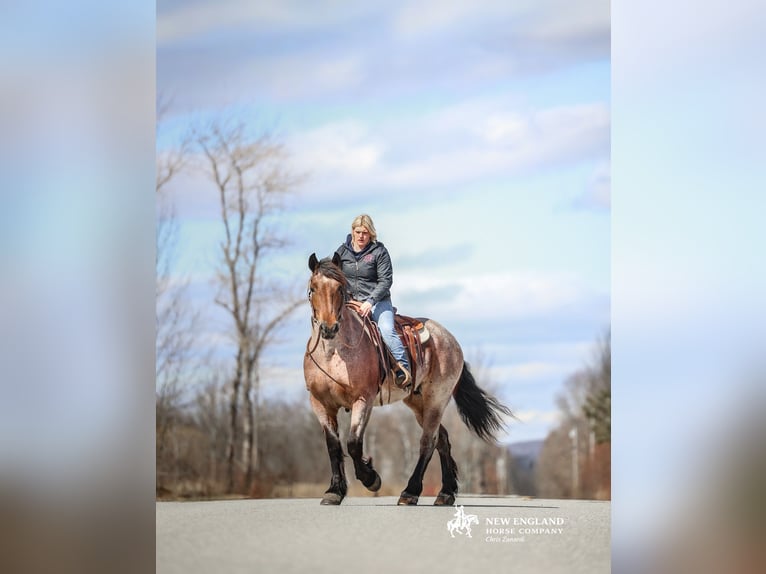 Draft Horse Mix Mare 4 years 16,3 hh Roan-Bay in Corinth