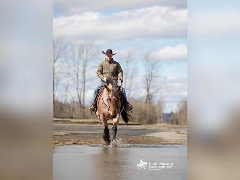 Draft Horse Mix Mare 4 years 16,3 hh Roan-Bay in Corinth