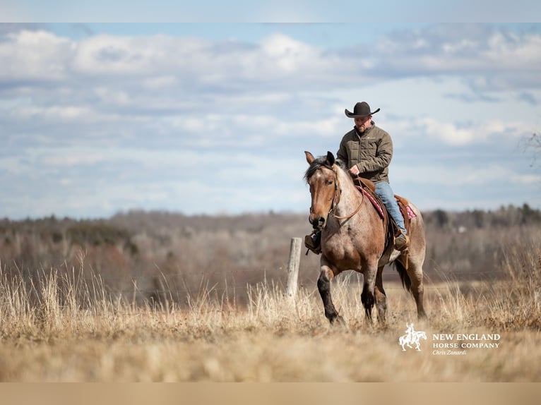 Draft Horse Mix Mare 4 years 16,3 hh Roan-Bay in Corinth