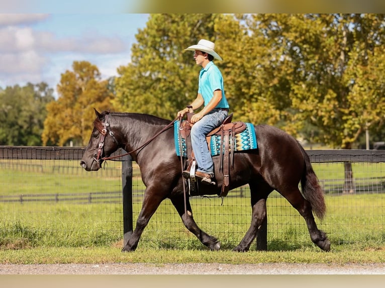 Draft Horse Mix Mare 4 years Black in Ocala
